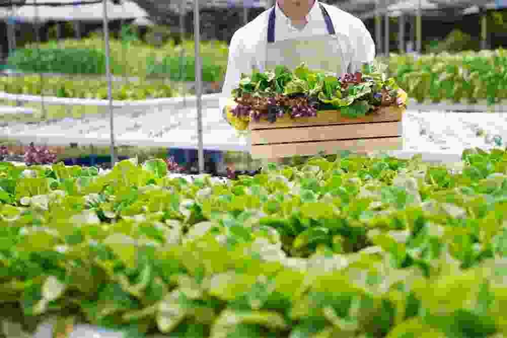 gaupanchamrut.kpwebinfotech.in